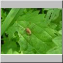 Rilaena triangularis - Weberknecht 04.jpg